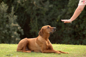 Obedience training can help dispel aggresive behavior. 
