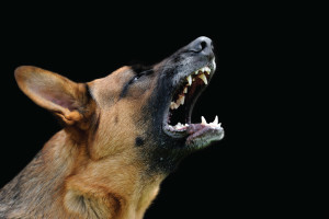 German Shepards can be dangerous because they are suspicous and protective. 