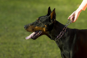 Doberman Pinschers have been used in the military and can be a dangerous dog. 