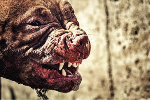 American Pit Bull Terriors can be a dangerous dog breed due to a massive jaw.