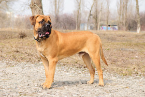 Bullmastiffs can be a dangerous dog breed. They were bred to be a guard dog.