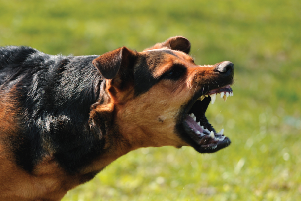 dangerous-dog-breeds