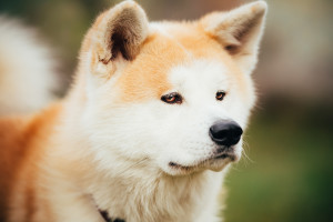 A dangerous dog breed, the Akita, is unsocial. 