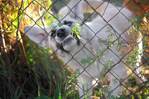 To keep children safe, beware of dogs behind fences. 